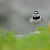 field_featured_image