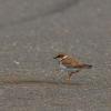 field_featured_image
