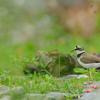 field_featured_image