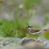 field_featured_image