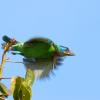 field_featured_image