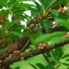 field_featured_image