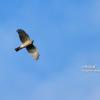 field_featured_image