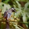 field_featured_image