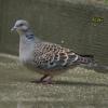 field_featured_image