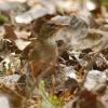 field_featured_image