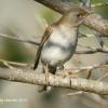 field_featured_image