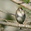 field_featured_image