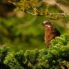 field_featured_image