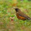 field_featured_image