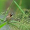 field_featured_image