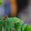 field_featured_image