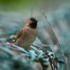 field_featured_image
