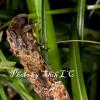 field_featured_image