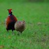 field_featured_image