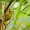 field_featured_image