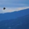 field_featured_image
