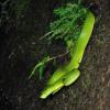 field_featured_image