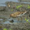 field_featured_image