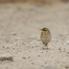 field_featured_image