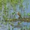 field_featured_image