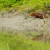 field_featured_image