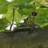 field_featured_image