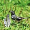 field_featured_image
