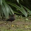 field_featured_image