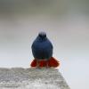 field_featured_image