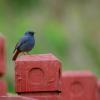 field_featured_image