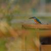 field_featured_image