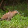 field_featured_image