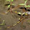 field_featured_image