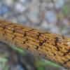 field_featured_image