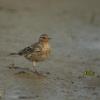 field_featured_image
