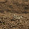 field_featured_image