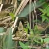 field_featured_image