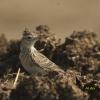 field_featured_image