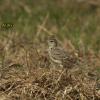 field_featured_image