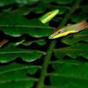 field_featured_image