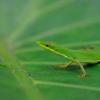 field_featured_image