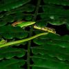 field_featured_image