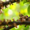 field_featured_image