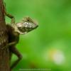 field_featured_image
