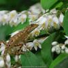 field_featured_image