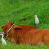 field_featured_image