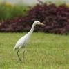 field_featured_image