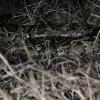 field_featured_image