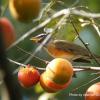 field_featured_image